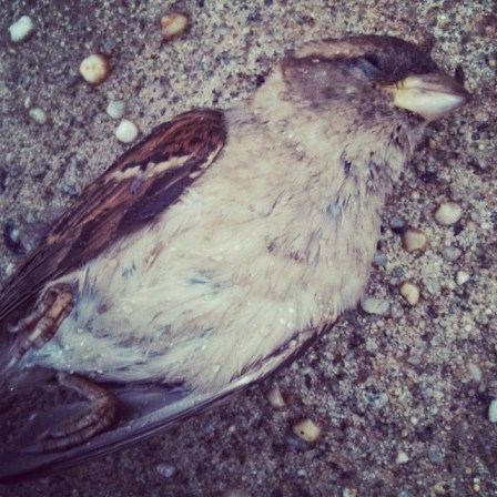 deadlittlebird